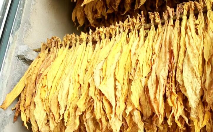 “烘烤出來的煙葉非常漂亮，色澤勻稱鮮亮，不像以前燃煤烘烤容易掛灰，鋸末顆粒機(jī)的顆粒燃料烤煙既環(huán)保又降低了勞動(dòng)強(qiáng)度。”在該村溠水坪烘烤工場，種植戶張國輝忙著將一桿桿“黃金葉”從生物質(zhì)新能源烤房中取出，他對“綠色烘烤”贊不絕口。